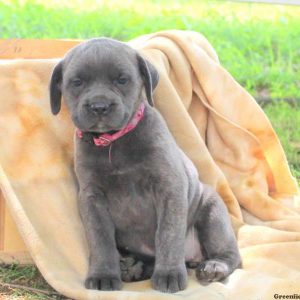 Courtney, Cane Corso Puppy