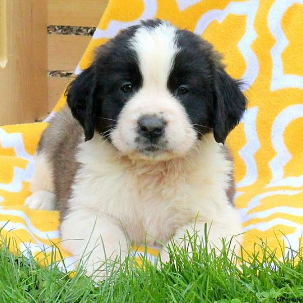 Cricket, Saint Bernard Puppy