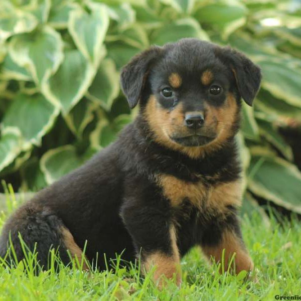 Cricket, Rottweiler Puppy