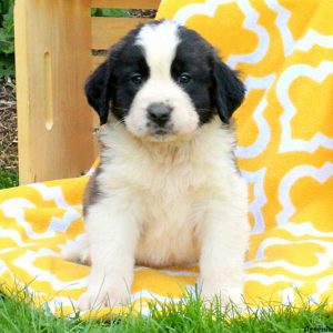 Cricket, Saint Bernard Puppy