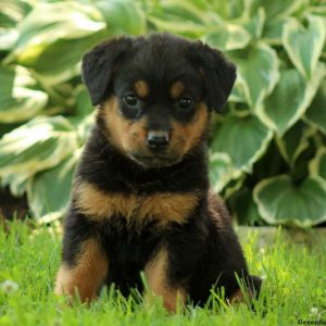 Cricket, Rottweiler Puppy