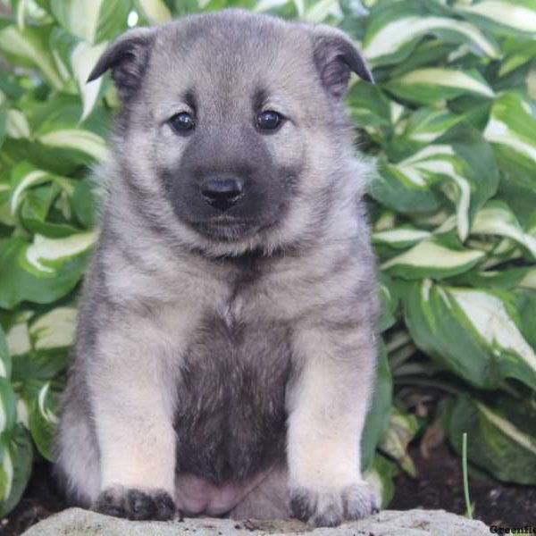 Cris, Norwegian Elkhound Puppy