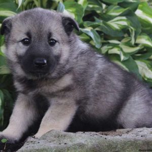 Cris, Norwegian Elkhound Puppy