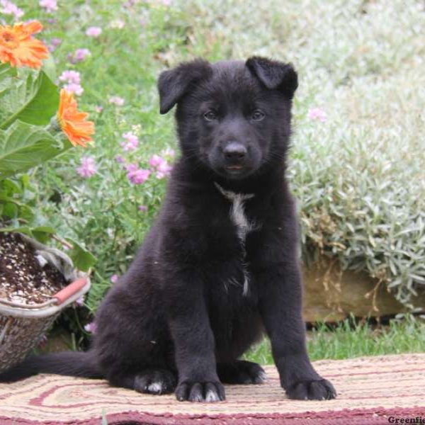 Crista, German Shepherd Mix Puppy