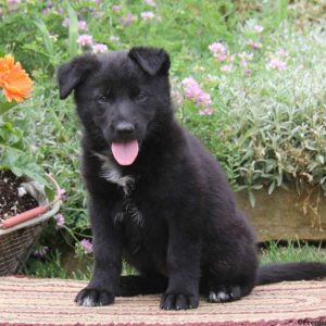 Crista, German Shepherd Mix Puppy