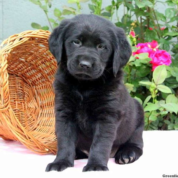 Cristina, Golden Labrador Puppy