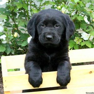 Cristina, Golden Labrador Puppy