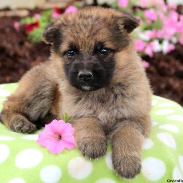 Crystal, German Shepherd Puppy