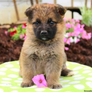 Crystal, German Shepherd Puppy