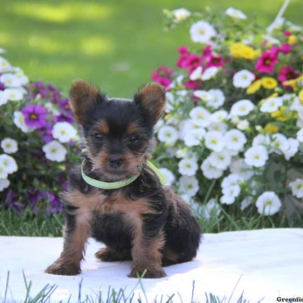 Cuddles, Yorkshire Terrier Puppy