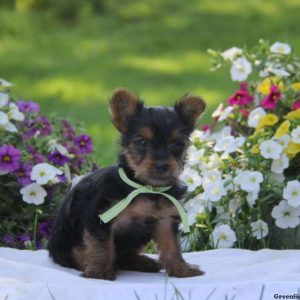 Cuddles, Yorkshire Terrier Puppy