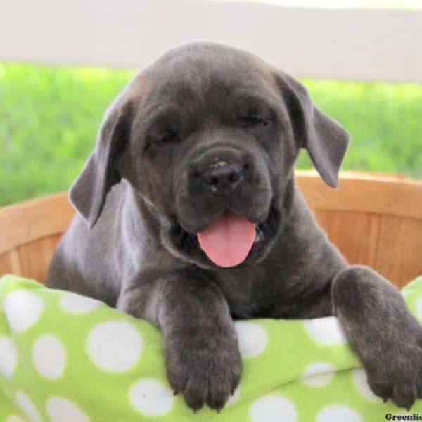 Cupcake, Cane Corso Puppy