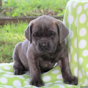 Cupcake, Cane Corso Puppy