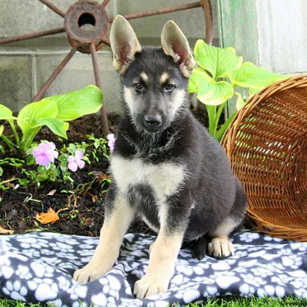 Dahlia, German Shepherd Puppy