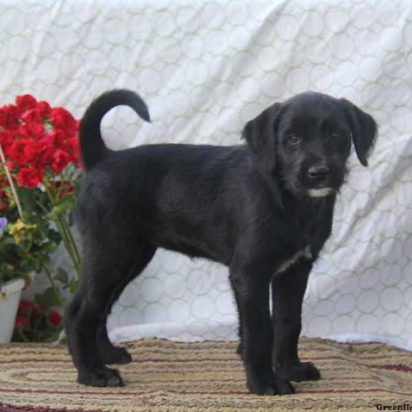 Daisy, Soft Coated Wheaten Terrier Mix Puppy