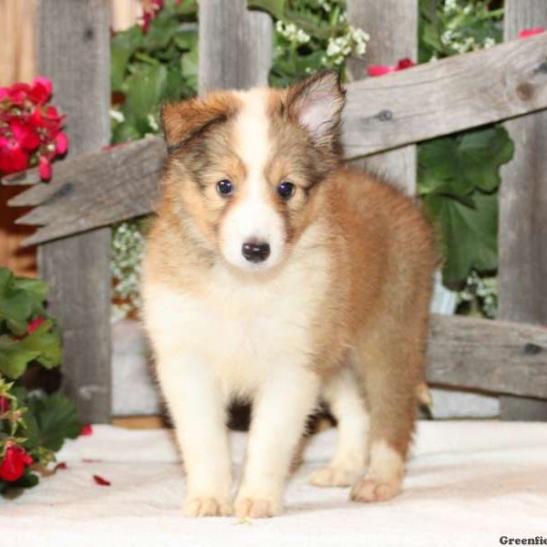 Daisy, Shetland Sheepdog Puppy