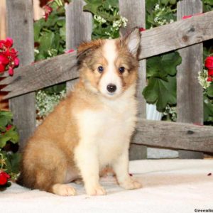 Daisy, Shetland Sheepdog Puppy