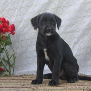 Daisy, Soft Coated Wheaten Terrier Mix Puppy