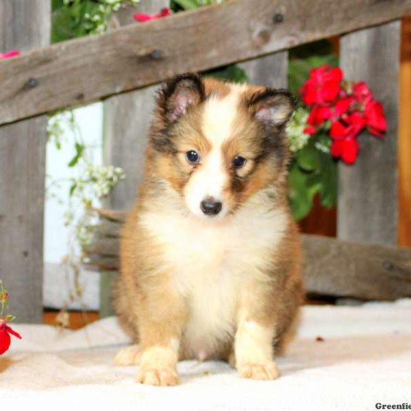 Dakota, Shetland Sheepdog Puppy