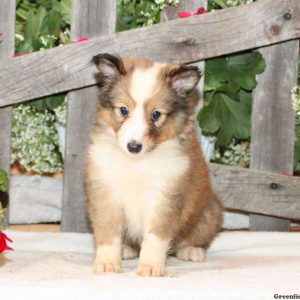 Dakota, Shetland Sheepdog Puppy