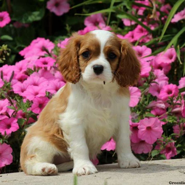 Dalton, Cavalier King Charles Spaniel Puppy