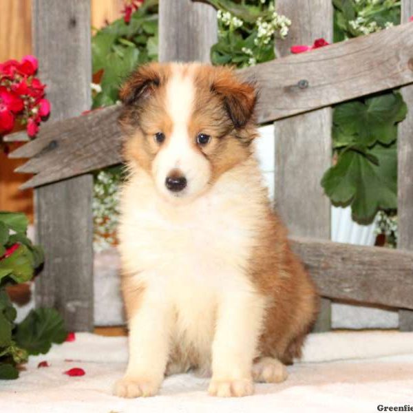 Dalton, Shetland Sheepdog Puppy