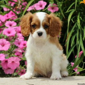 Dalton, Cavalier King Charles Spaniel Puppy