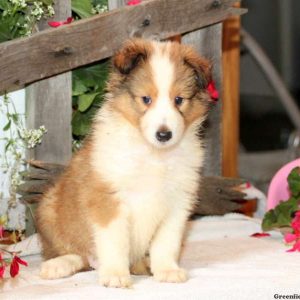 Dalton, Shetland Sheepdog Puppy