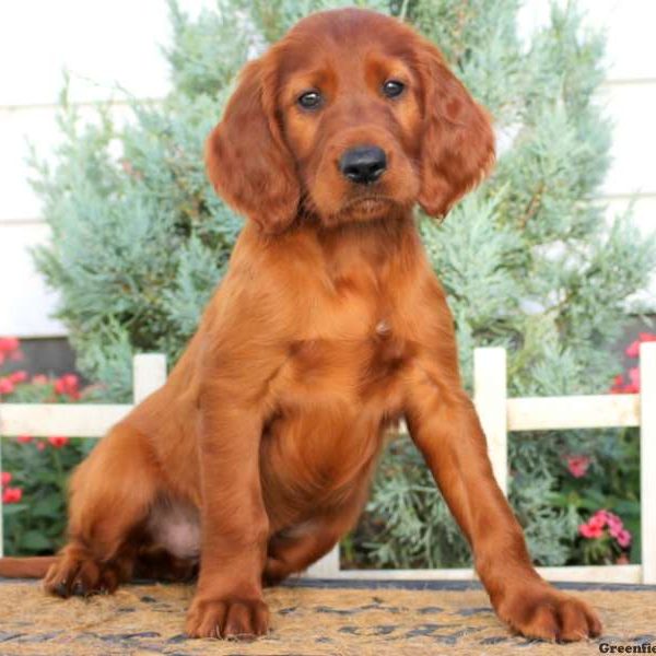 Dana, Irish Setter Puppy