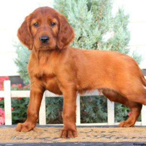 Dana, Irish Setter Puppy