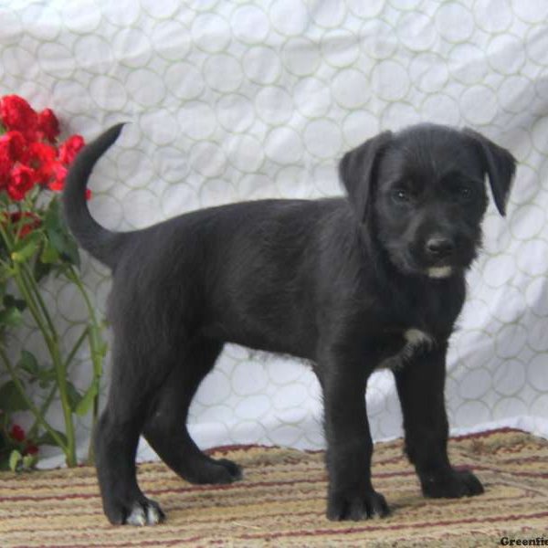 Darla, Soft Coated Wheaten Terrier Mix Puppy