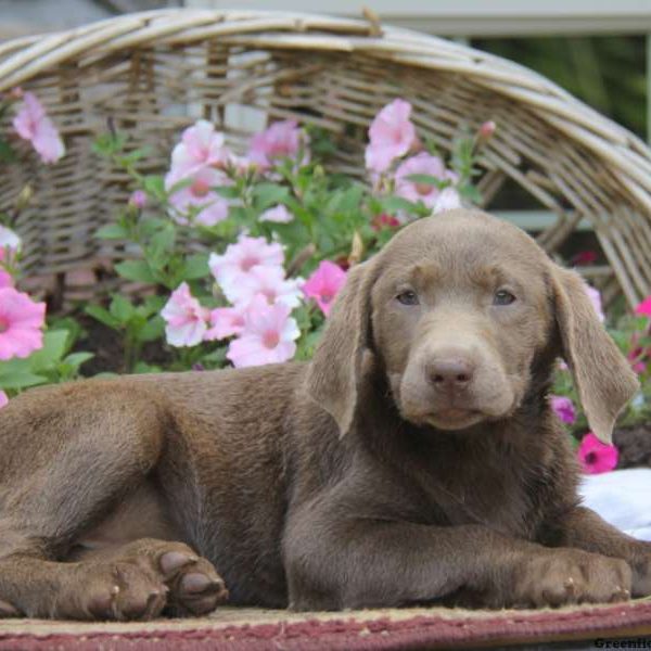 Darla, Labrador Retriever-Silver Puppy