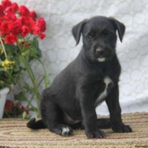 Darla, Soft Coated Wheaten Terrier Mix Puppy