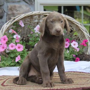 Darla, Labrador Retriever-Silver Puppy