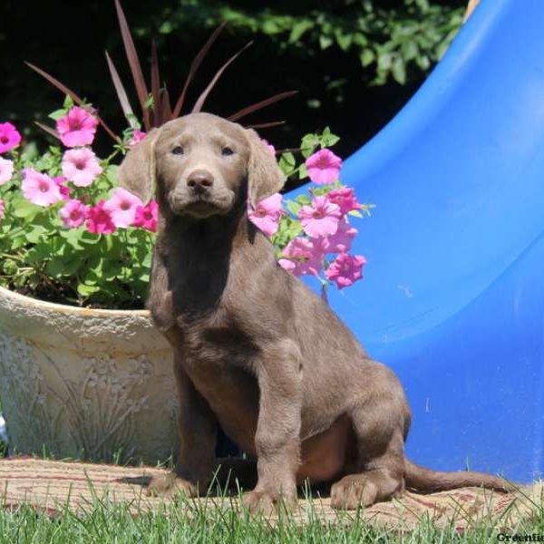 Daryl, Labrador Retriever-Silver Puppy