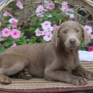 Daryl, Labrador Retriever-Silver Puppy