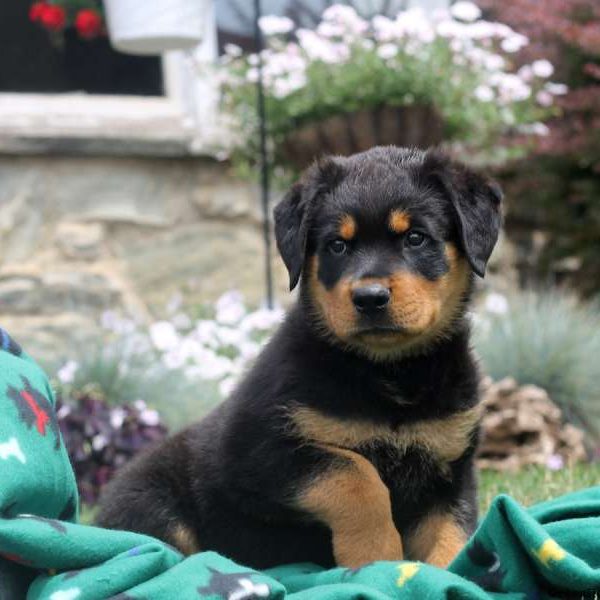 Davy, Rottweiler Puppy