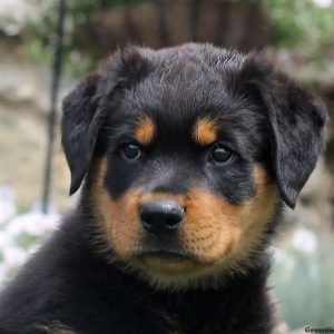 Davy, Rottweiler Puppy