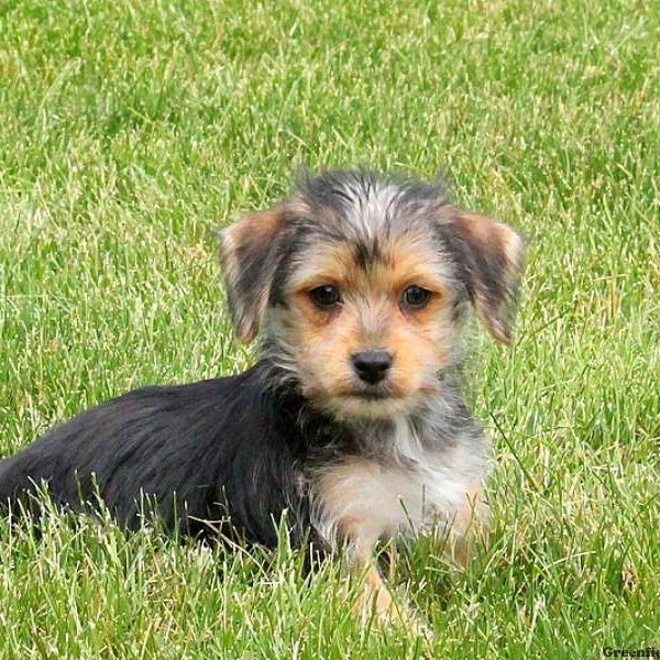 Derby, Morkie / Yorktese Puppy