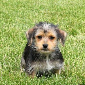 Derby, Morkie / Yorktese Puppy