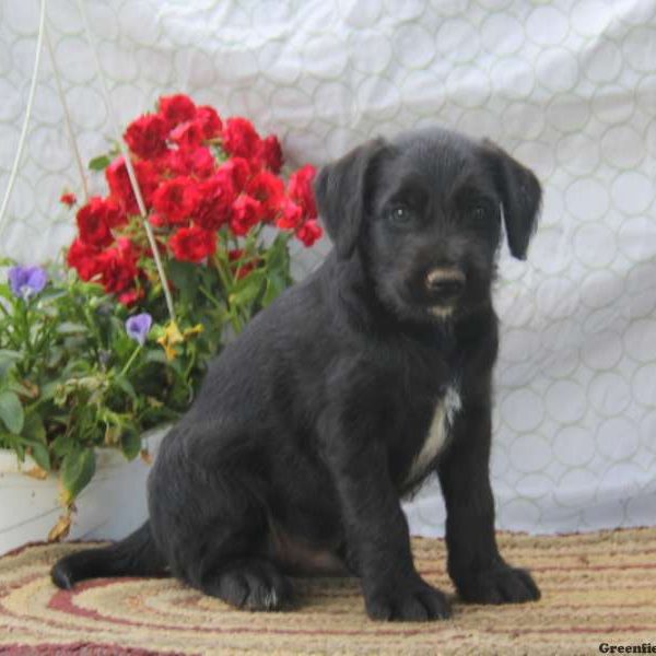 Derek, Soft Coated Wheaten Terrier Mix Puppy