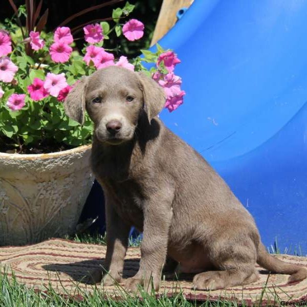 Derek, Labrador Retriever-Silver Puppy