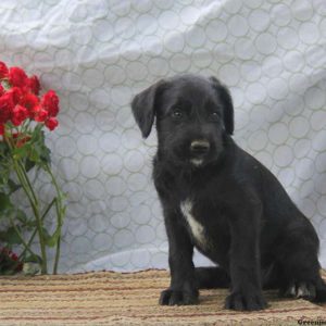 Derek, Soft Coated Wheaten Terrier Mix Puppy