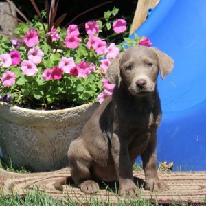 Derek, Labrador Retriever-Silver Puppy