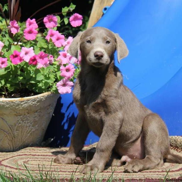 Devon, Labrador Retriever-Silver Puppy