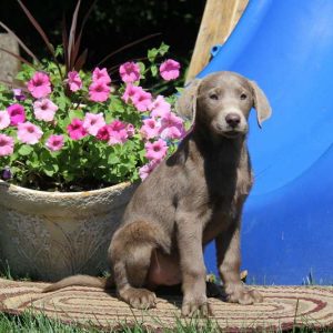 Devon, Labrador Retriever-Silver Puppy