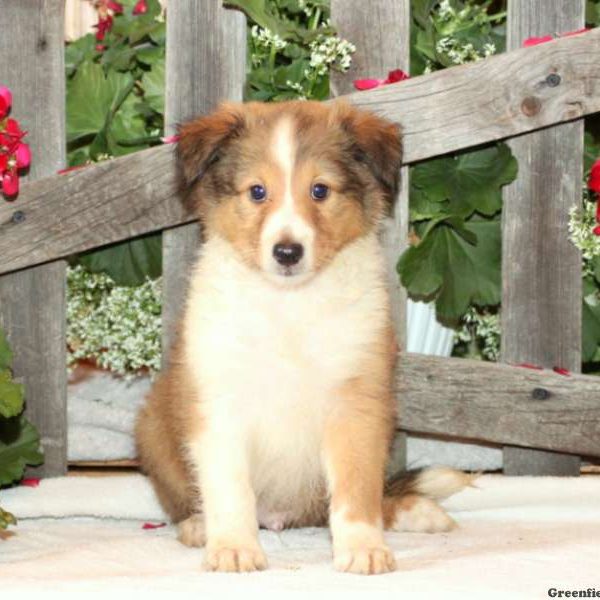 Dexter, Shetland Sheepdog Puppy