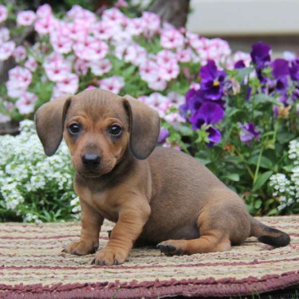 Dexter, Dachshund Puppy