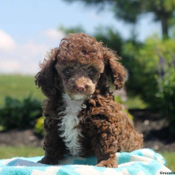 Dexter, Toy Poodle Puppy