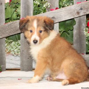 Dexter, Shetland Sheepdog Puppy